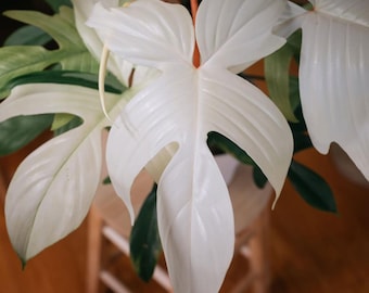 Philodendron Florida Ghost Unrooted Cutting Rare Aroid