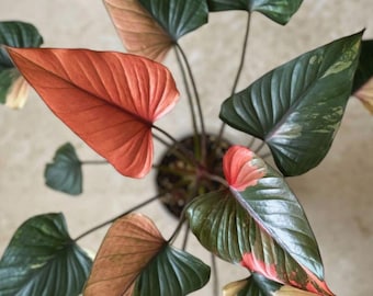Rizomas de diamante rosado de Homalomena, propagación viva de aroides tropicales variegadas