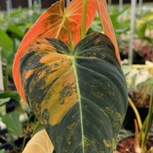 Filodendro Melanochrysum variegado rosa e laranja, estaca sem raízes, aróide raro.