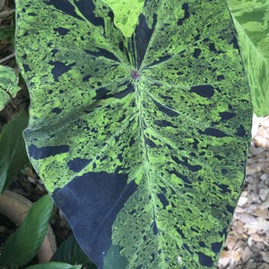 Colocasia Esculenta Mojito Corms Live Elephant Ear Propagation Bulbs