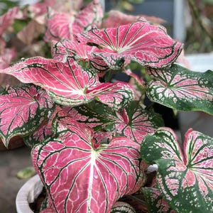 Caladium Bicolor Lebende Knollen zur Vermehrung tropischer Blumenzwiebeln