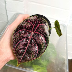 Alocasia Azlanii Levende knollen voor vermeerdering Zeldzaam juweel Aroid