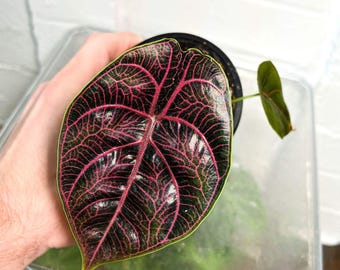 Alocasia Azlanii Live Corms for Propagation Rare Jewel Aroid