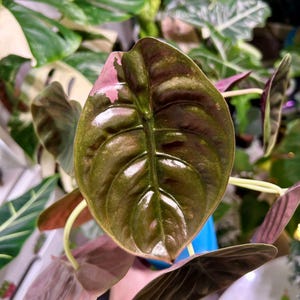 Alocasia watsoniana pink variegated - Etsy 日本