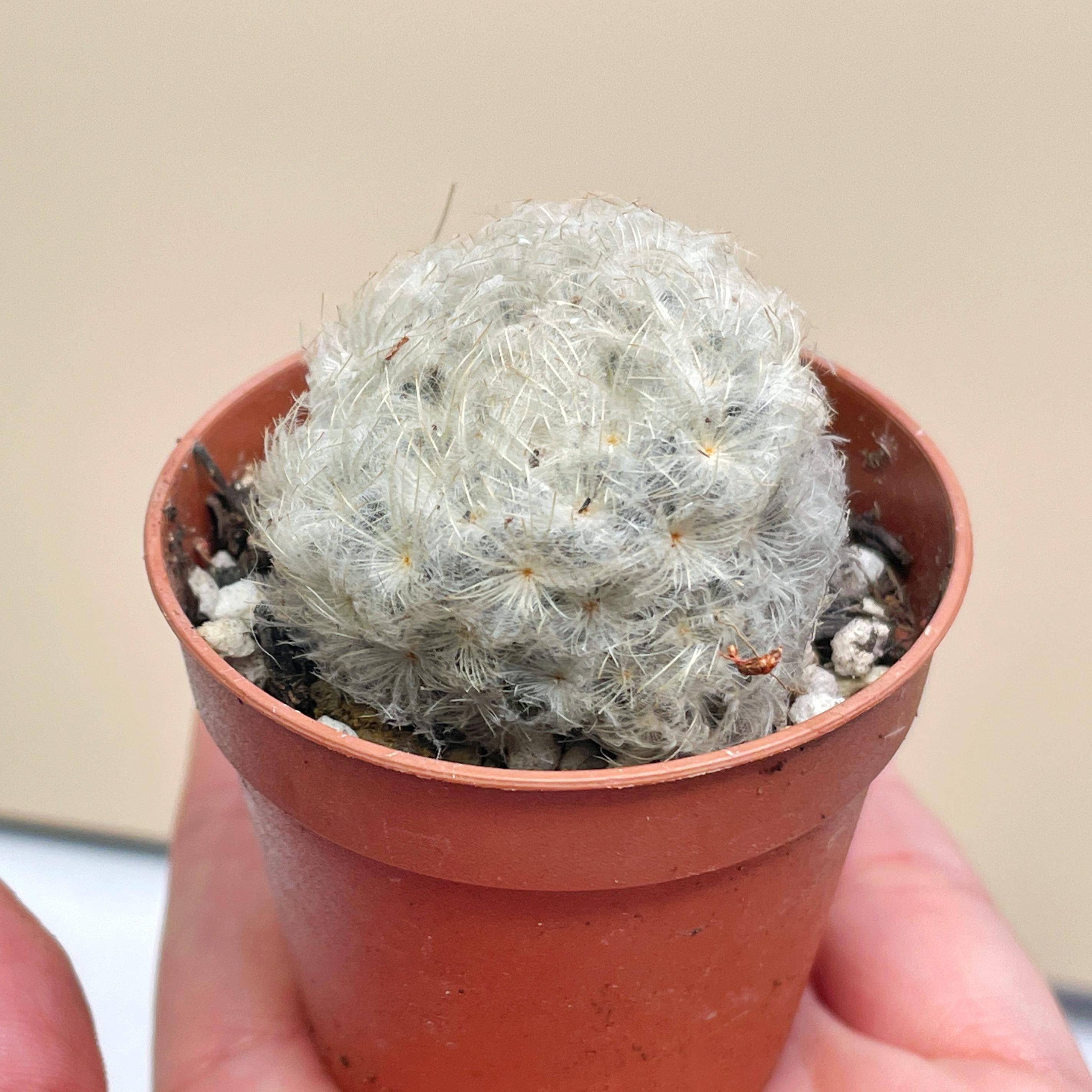 Hairy cactus - Etsy 日本
