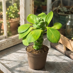 Euphorbia monadenium - Etsy 日本