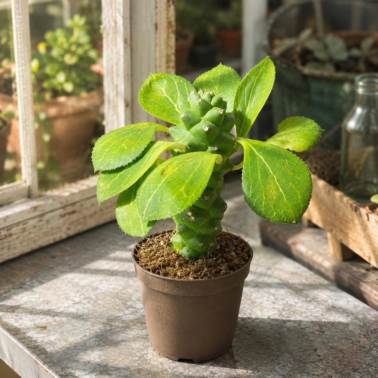 観葉植物 しっかり塊根 マフィンゲンシス ユーフォルビア モナデニウム