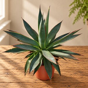 Può includere: Una pianta di agave in vaso con lunghe foglie appuntite di colore verde-blu. Ogni foglia presenta un bordo affilato marrone-rossastro scuro e una punta acuminata. La pianta è contenuta in un semplice vaso di plastica rotondo color terracotta.