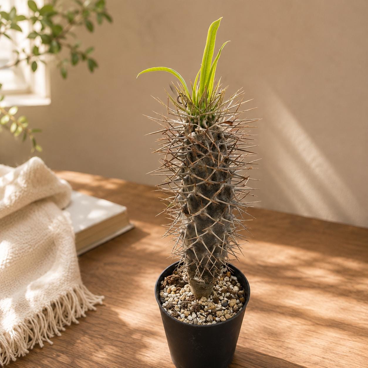 Caudex - Etsy Israel