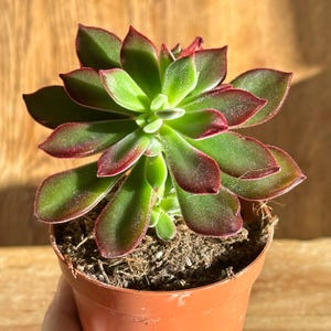 zz plant variegated Zamioculcas zamiifolia Variegated