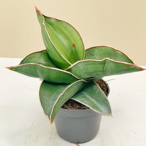 Könnte beinhalten: Eine Topf-Sansevieria-Pflanze, auch bekannt als Bogenhanf, mit breiten, grünen Blättern, die weiß umrandet und rot gespitzt sind. Die Pflanze steht in einem kleinen, grauen Plastiktopf, vor einem beigen Hintergrund.
