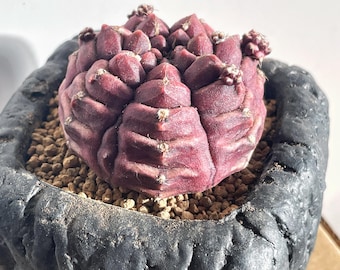 10 Daydream Gymnocalycium Mihanovichii Variegated Seeds: Rare Hybrid - Etsy  Singapore