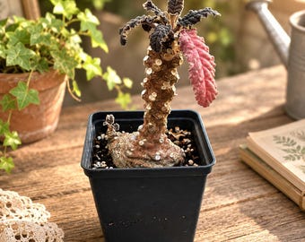 Pode incluir: Uma planta Dorstenia gigas num vaso quadrado de plástico preto. A planta tem um tronco grosso, texturizado e castanho claro coberto de cicatrizes circulares, com algumas folhas verde-escuras no topo e uma folha rosa brilhante e caída.