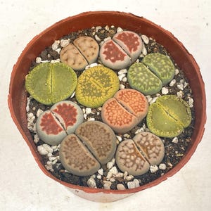 Puede incluir: Una pequeña maceta redonda de color terracota llena de varias plantas Lithops coloridas. Las plantas suculentas tienen una forma dividida y redondeada y vienen en tonos de verde, amarillo, naranja, rojo y marrón. La maceta está llena de tierra y pequeños guijarros blancos.