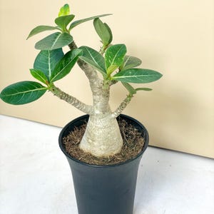 Op de afbeelding: Een woestijnroosplant in een zwarte pot, met groene bladeren en een getextureerde stam. De bladeren van de plant vertonen zichtbare nerven en hij heeft verschillende takken. De pot is gevuld met aarde. Populaire kamerplant.