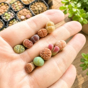 May include: A collection of small, multi-coloured Lithops succulents arranged in two rows. These living stone plants feature diverse textures and patterns, including shades of green, brown, pink, and tan, with distinct clefts and brain-like surface markings.