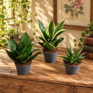May include: Three potted plants in grey plastic containers. The left plant has solid dark green, pointed leaves. The centre plant features dark green leaves with yellow edges. The right plant has variegated, sharp, light and dark green leaves.