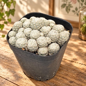 Op de afbeelding: Een cluster van kleine, ronde cactussen met witte stekels, dicht op elkaar gepakt in een zwarte vierkante plastic pot. De cactussen hebben een dicht netwerk van fijne, bleke naalden die hun bolvormige lichamen bedekken.