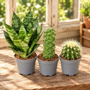 May include: Three potted plants in grey plastic containers. On the left, a snake plant with variegated green leaves. In the centre, a tall, cylindrical green cactus with a geometric texture. On the right, a small, round, spiky green cactus.