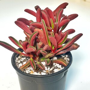 Op de afbeelding: Een vetplant met rode en groene bladeren in een zwarte pot. De langwerpige bladeren hebben groene strepen. De pot bevat kleine witte steentjes. Een levendige plant voor binnen.