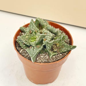 以下が含まれることがあります： テクスチャ加工された緑と白の葉を持つ、小さな鉢植えの多肉植物。植物は土で満たされた茶色のプラスチック製の鉢に入っています。葉は独特の折り畳まれた形状をしており、白いマーキングが点在しています。鉢は白い表面に置かれています。