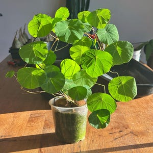 Könnte beinhalten: Eine Topfpflanze mit leuchtend grünen, runden Blättern. Die Pflanze befindet sich in einem transparenten Plastiktopf und steht auf einer Holzoberfläche. Die Blätter werden vom Sonnenlicht beleuchtet und erzeugen eine lebendige Darstellung.