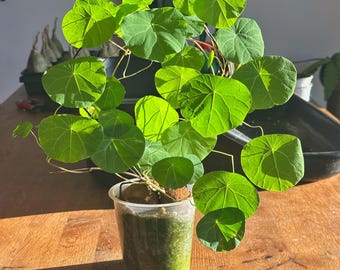 Stephania Erecta Caudex – rzadkie pnącze w stylu sukulenta, styl bonsai | Statek z gołym korzeniem