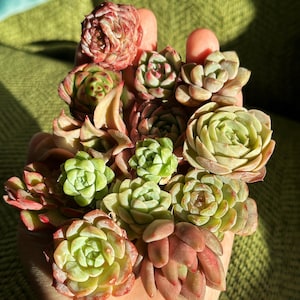 May include: A collection of various succulent plants featuring rosette-shaped leaves in shades of light green, pale yellow, and reddish-pink. The plants are clustered together, displaying diverse textures and leaf patterns across the different species.