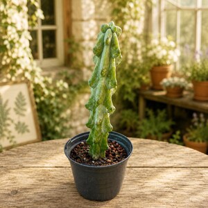 Tölpelkaktus Seltener Myrtillocactus Fukurokuryuzinboku | Monstrose-Kaktus | 25-30 cm | Nackte Wurzelpflanze