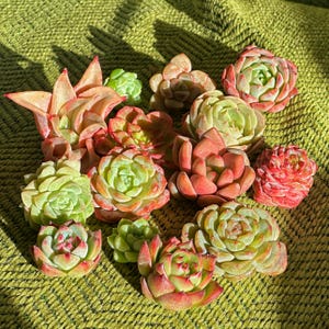 Puede incluir: Un surtido de suculentas coloridas en tonos verdes, rojos y melocotón. Las plantas están dispuestas sobre una superficie verde texturizada, con sombras de la luz solar. La imagen muestra una variedad de tipos de suculentas, destacando sus formas y texturas únicas.