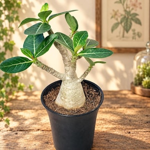 May include: A potted Adenium obesum plant featuring a thick, bulbous, light-colored caudex stem with multiple branches. The plant has smooth, dark green, oval-shaped leaves with visible light-colored veins, all contained in a simple black plastic pot.