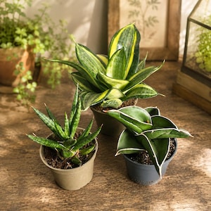 May include: Three potted plants in small containers. One is a tall snake plant with yellow-edged green leaves, one is a spiky green succulent, and one is a compact plant with dark green leaves featuring thin white margins along the edges.