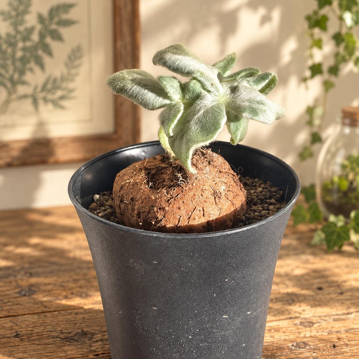Caudex Plant - Etsy Canada