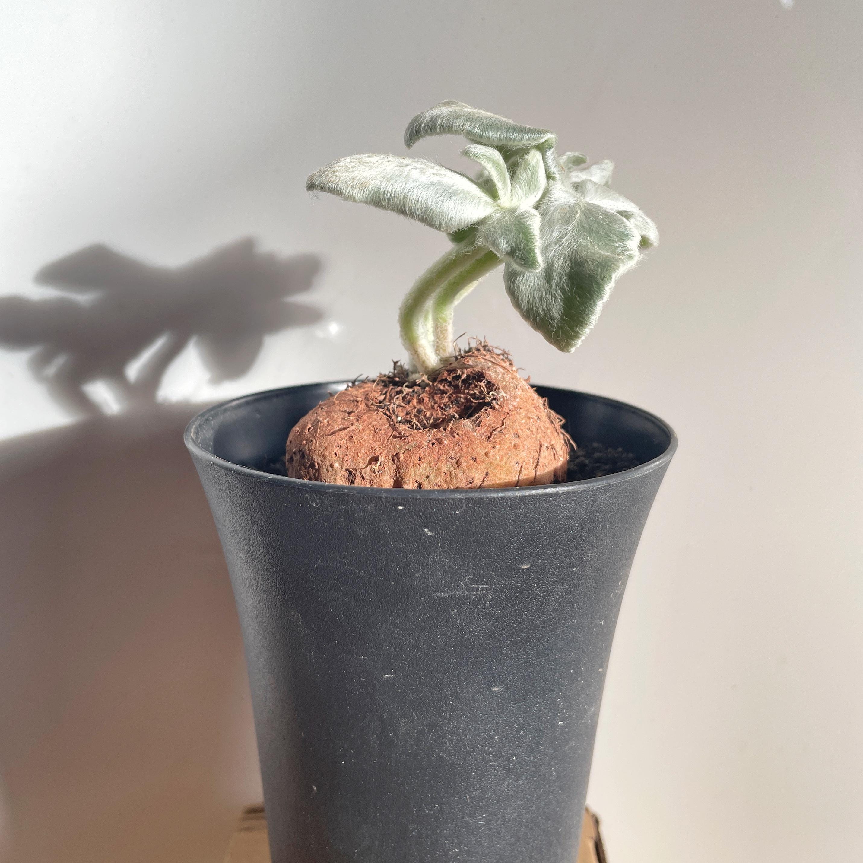 Brazilian Edelweiss Succulent, Sinningia Leucotricha, Rare Caudiciform ...