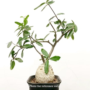 Puede incluir: Una pequeña planta en maceta con una base bulbosa y múltiples ramas con hojas verdes. La planta está en una maceta negra cuadrada. El texto "Foto solo como referencia" está en la parte inferior de la imagen.