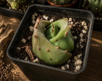 希少なコレクター向け多肉植物｜根巻きの生きた多肉植物｜ユニークな観葉植物｜エキゾチックな室内植物