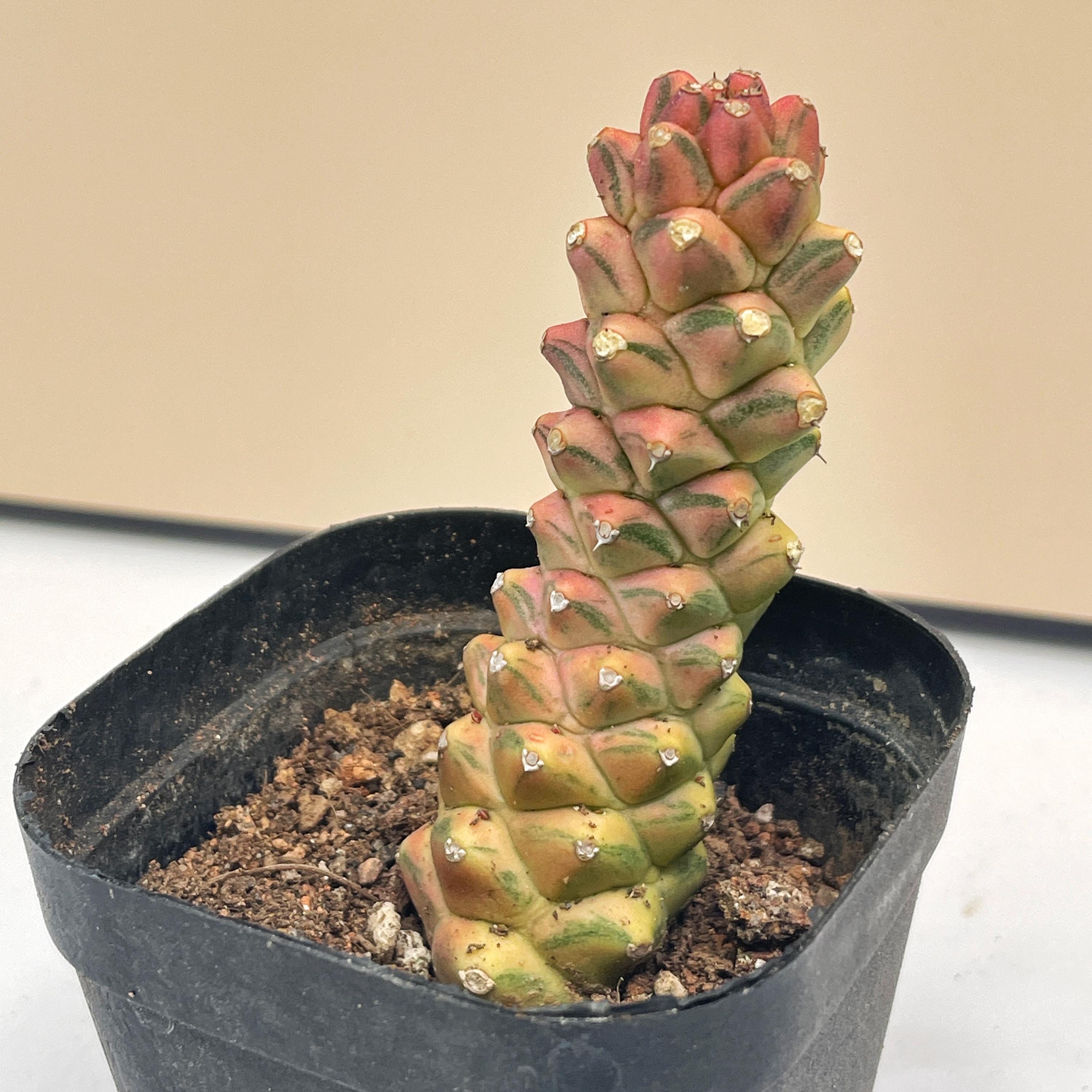Euphorbia monadenium - Etsy 日本