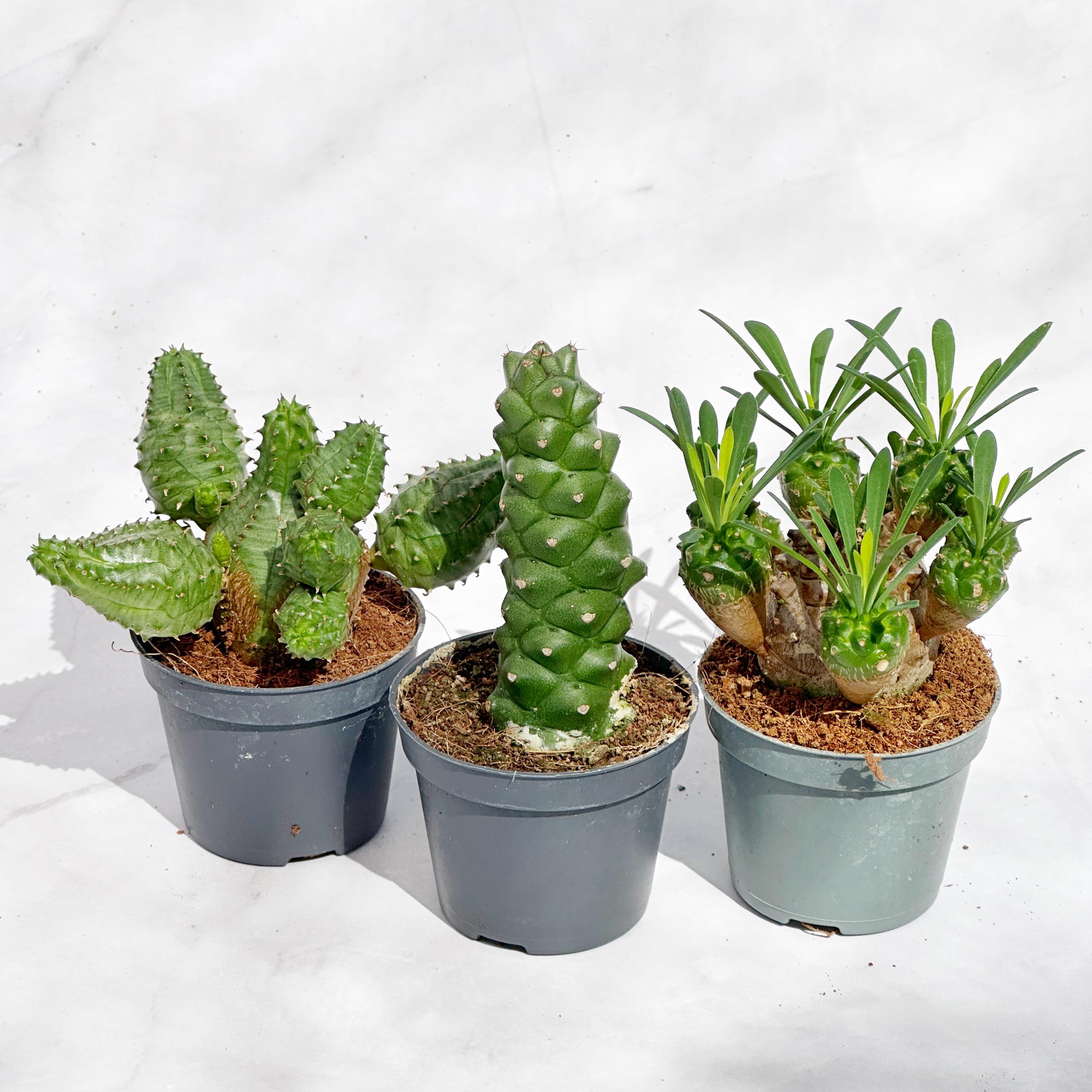 Euphorbia white ghost - Etsy.de
