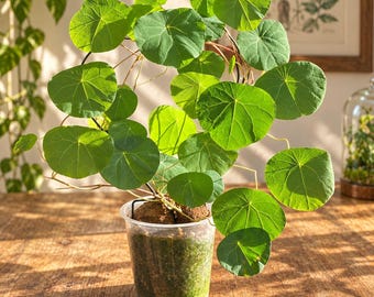 ステファニア・エレクタ（Stephania Erecta）塊茎植物 – 珍しいつる性多肉植物、盆栽スタイル | 裸根出荷
