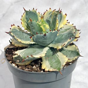 agave pygmaea dragon toes Agave pygmaea 'Dragon Toes' – DesertScapeSucculent main image 1