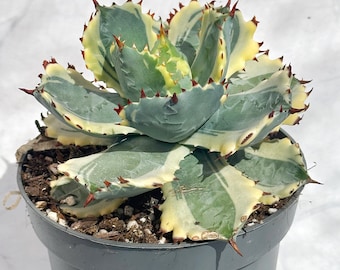 Agave Isthmensis ‘Kabutogani’ variegado / Agave de margen amarillo raro / Planta suculenta grande de 13-15 cm+