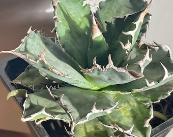 Agave Horrida Mediopicta Alba - アガベホリダメディオピクタ - 霍