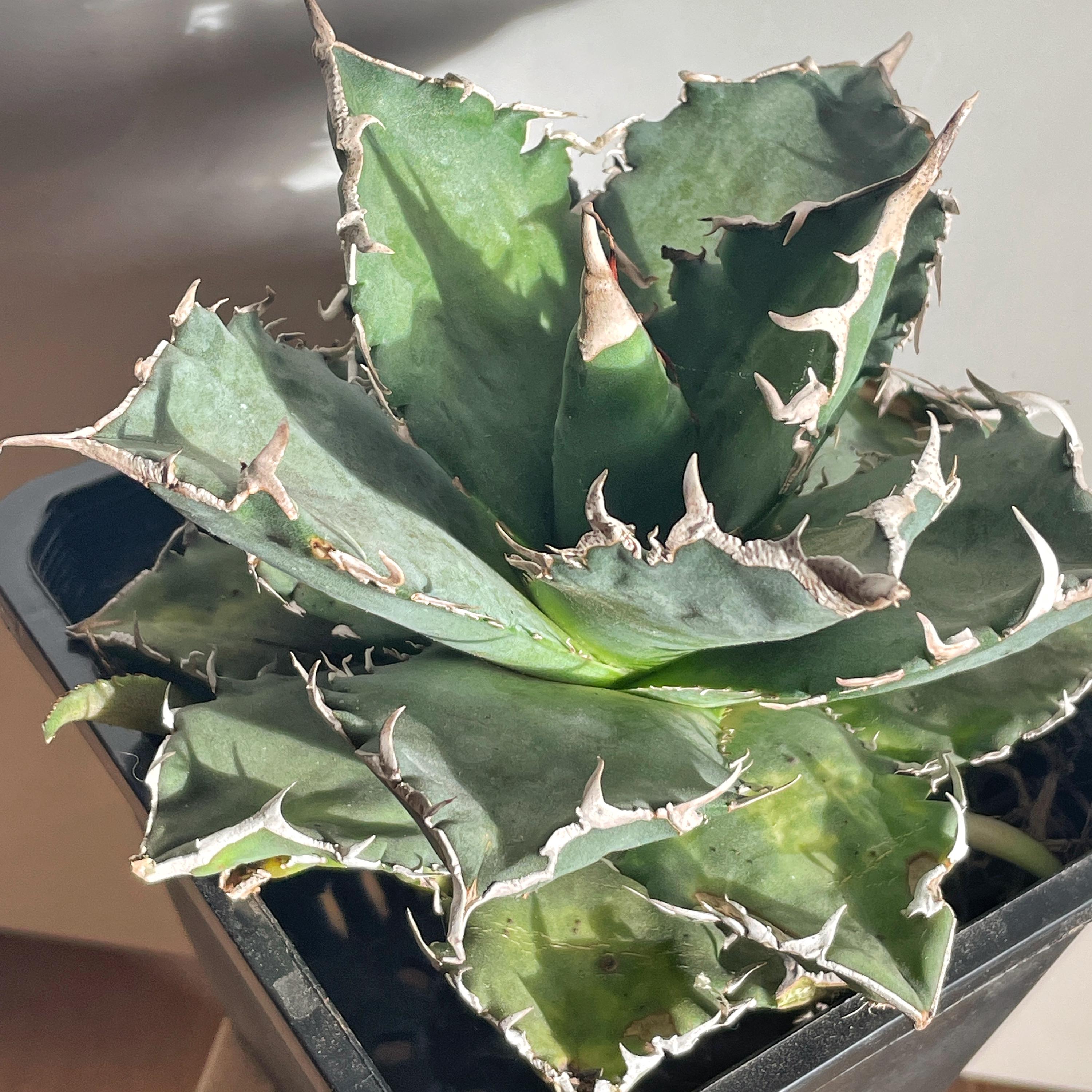Agave Titanota - Etsy UK