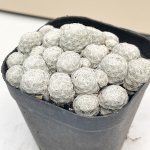 Può includere: Primo piano di un piccolo cactus rotondo, densamente compatto in un vaso di plastica nero. Il cactus ha un colore verde chiaro con peli bianchi e spinosi che ricoprono la superficie. Il vaso è pieno di più cactus sferici.