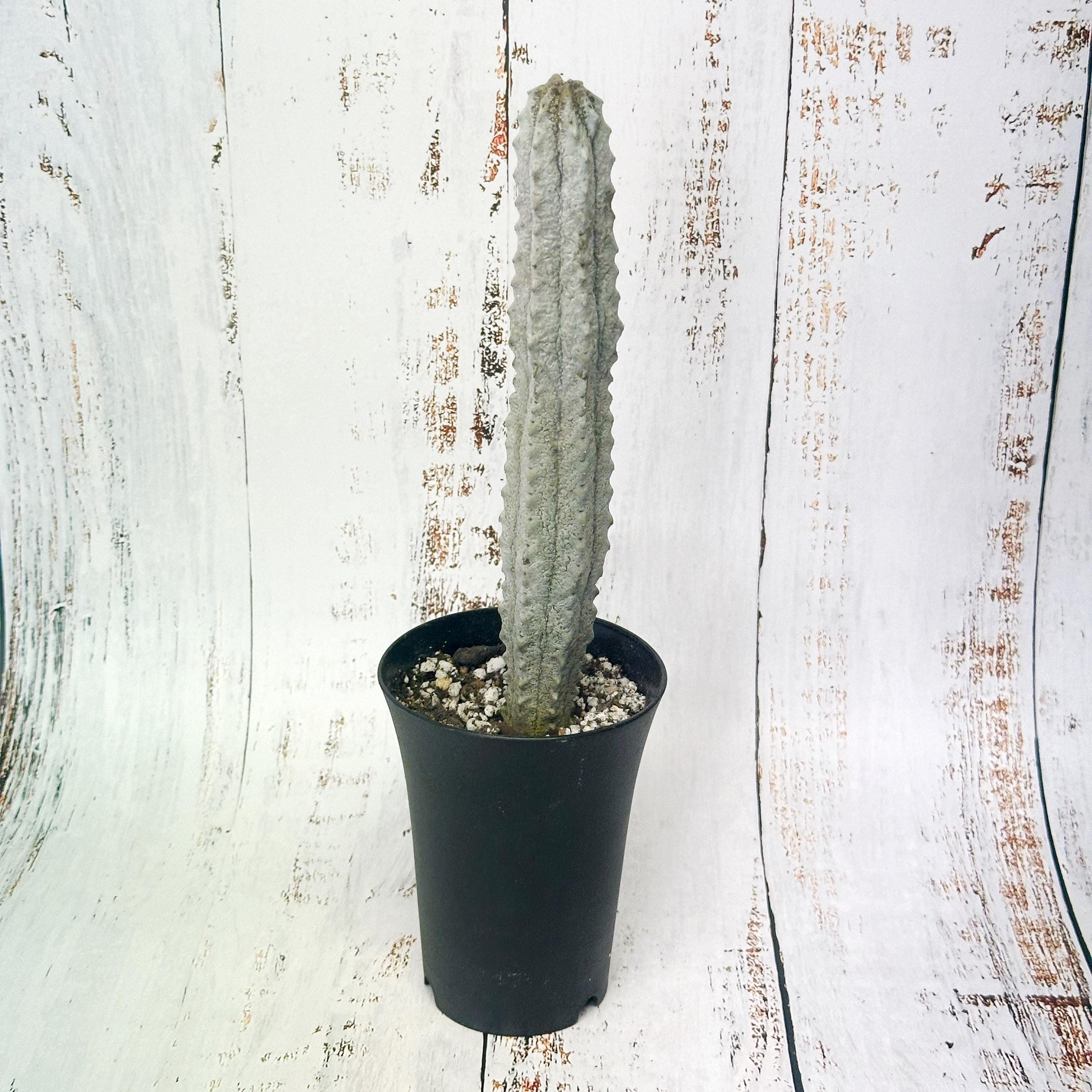 3 Piante Grasse Euphorbia Abdelkuri Balfour Con Filo Bianco - 7-8 Cm - Cactus Rari