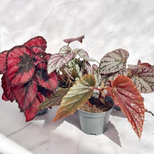 Begonia Plant Set 4pcs | Colourful Leaf Begonia Mix | Indoor Foliage Plants | 5cm Pot Houseplants