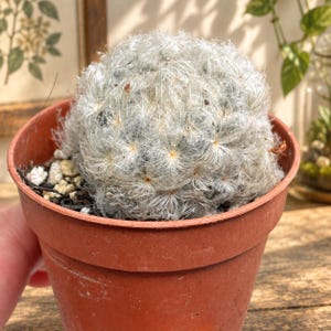 May include: A spherical cactus covered in dense, fine white hair-like spines, planted in a simple terracotta-coloured plastic pot. The plant features a rounded, compact shape with visible soil and small light-coloured pebbles at the base.