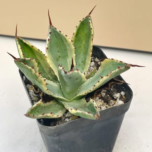 Agave Macroacantha - Etsy Canada