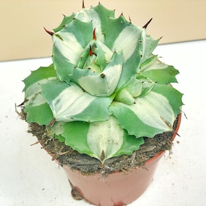 Peut inclure: Une plante d'agave panachée dans un pot marron. La succulente présente des feuilles rayées vertes et blanches avec des épines pointues brun-rouge sur les bords. La plante est dans un pot en plastique marron avec de la terre visible.