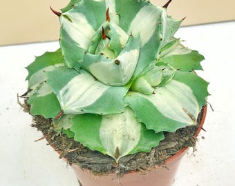 Agave Horrida Mediopicta Alba - アガベホリダメディオピクタ - 霍
